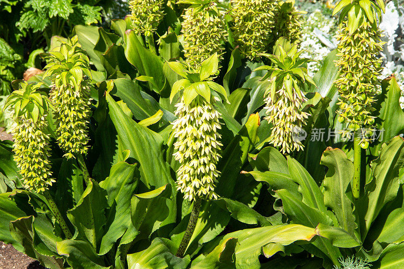 凤梨百合(Eucomis autumn)